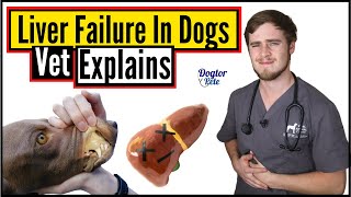 How To Treat Liver Disease In Dogs | Liver Failure In Dogs | Dogtor Pete