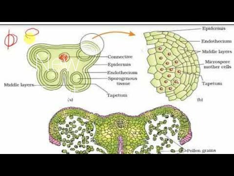 Video: Differenza Tra Amphithecium Ed Endothecium