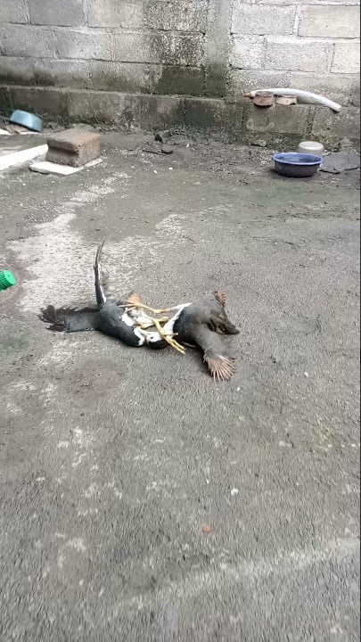 BEGINILAH KALAU BURUNG RUAK RUAK BERTARUNG||#SHORTS