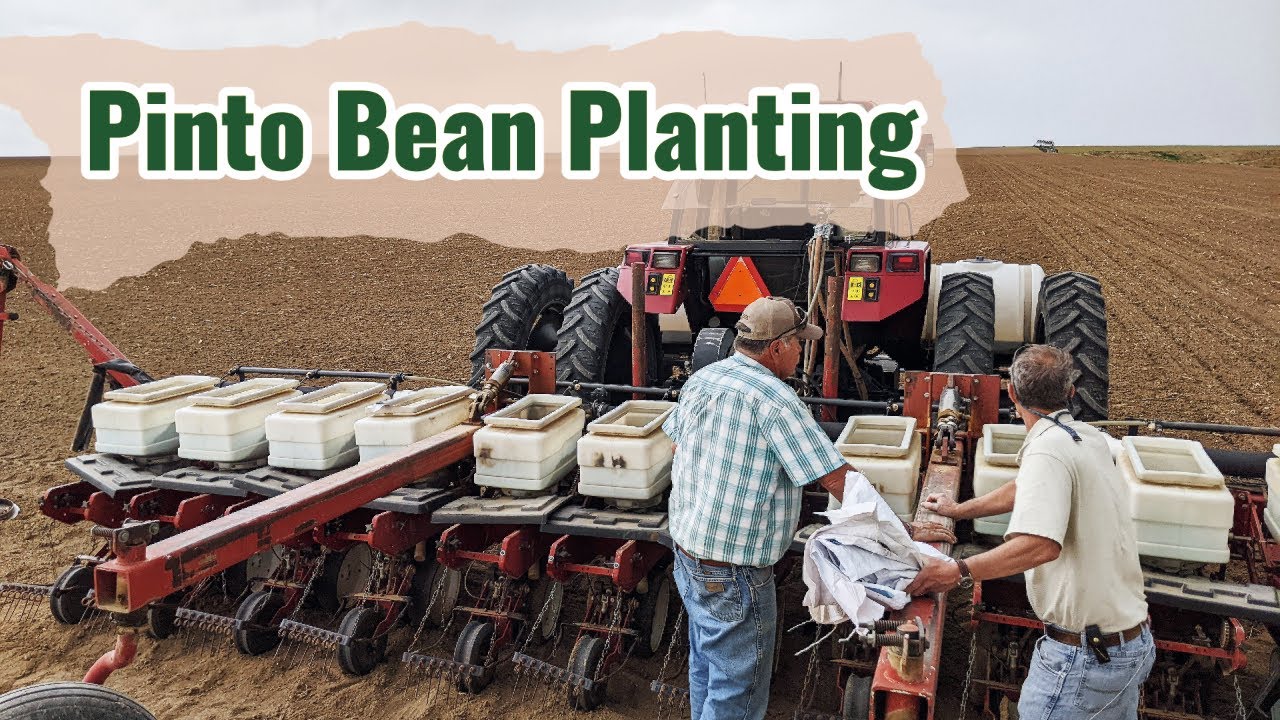 Pinto Bean Planting YouTube