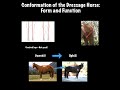 Dressage Horse Conformation: Form and Function