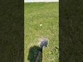 Will it break golf ball vs shovel? ￼ #youtubeshorts #golf #baskball #shorts #youtube #shovels ￼