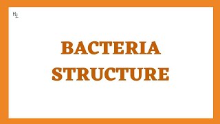 Bacteria Structure and Function | Morphology of Bacteria | Bacterial Cell Structure Microbiology