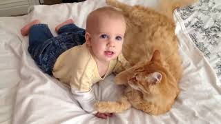 Cute Cats meet Cute babies by Catagious 11 views 4 years ago 12 minutes, 3 seconds