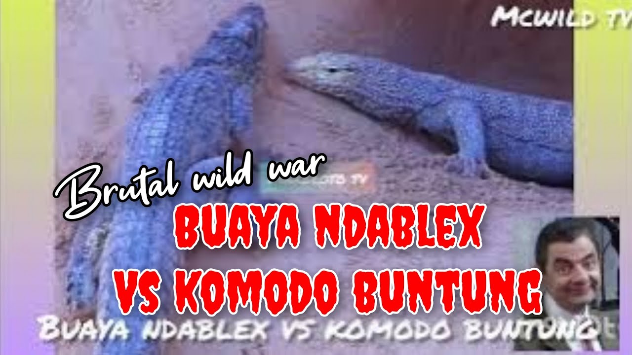 Komodo vs Belut Listrik : Episode Buaya Ndablex vs Komodo buntung Part 01