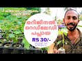 Red Lady Papaya Malayalam ഒറിജിനൽ റെഡ് ലേഡി പപ്പായ ലഭിക്കുന്ന Peppan Agricultural Farm Mannuthy