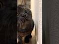 黒猫あおみね…あっち向いてホイ! #cat