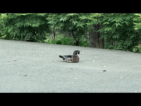 Wood Duck Relaxing With the Mallards 🦆