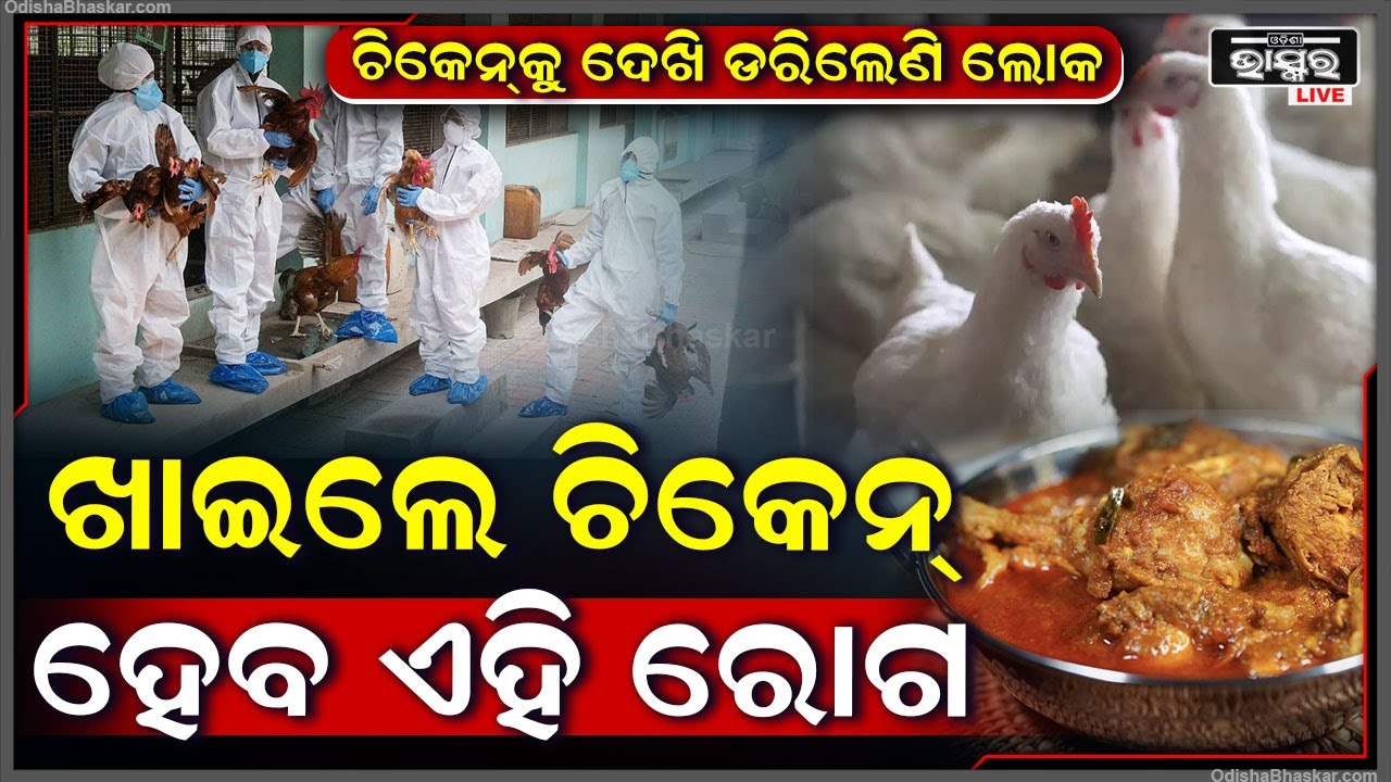 ବର୍ତ୍ତମାନ ଆପଣ ଚିକେନ୍ ଖାଇବା ବନ୍ଦ କରିଦେବା ଉଚିତ୍ । ଆଲର୍ଟ ଜାରିକଲେ ସରକାର.....