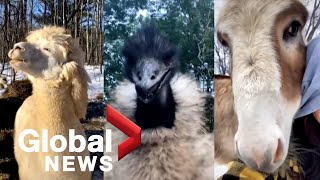 “Useless Farm” in Ontario goes viral with its hilarious herd of animals