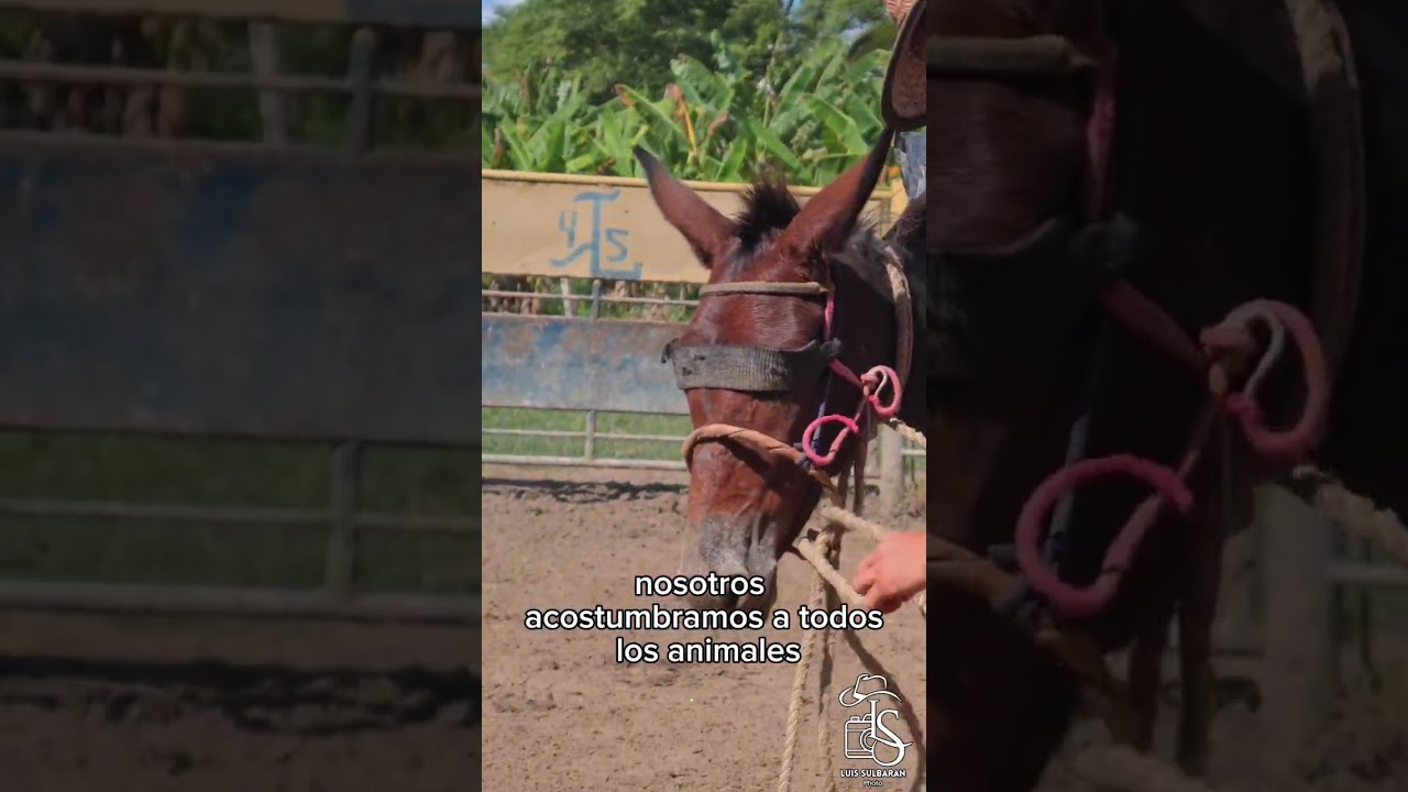 Amansando Una Mula🐎￼