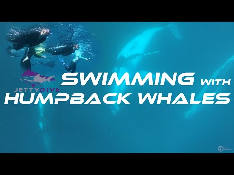 Swim with Humpback Whales with Jetty Dive in COFFS HARBOUR, NEW SOUTH WALES, Australia | TOM PARK