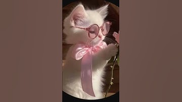 #quran #اكسبلور #تلاوة_خاشعة #cat #المراه #تلاوة_هادئة #cute #المراره #راحة_نفسية #البخل