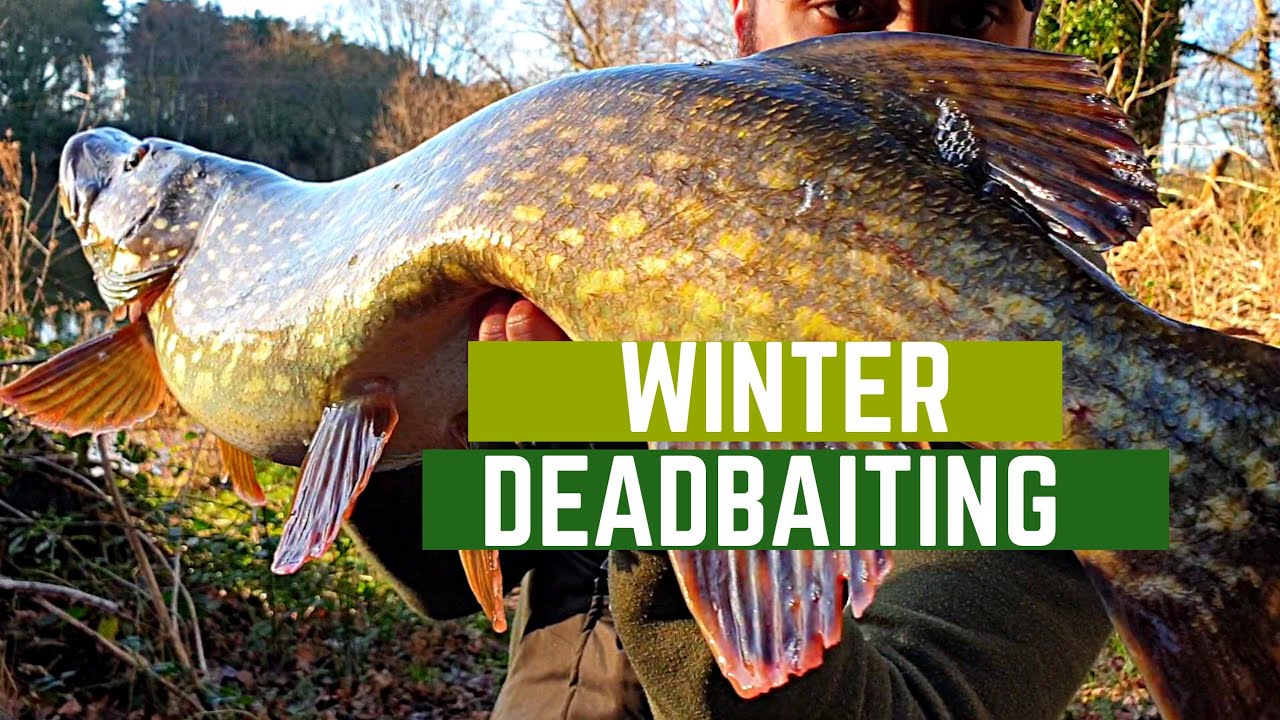 PIKE FISHING - Gravel pit deadbaiting (PART 1: Suspending float rig ...