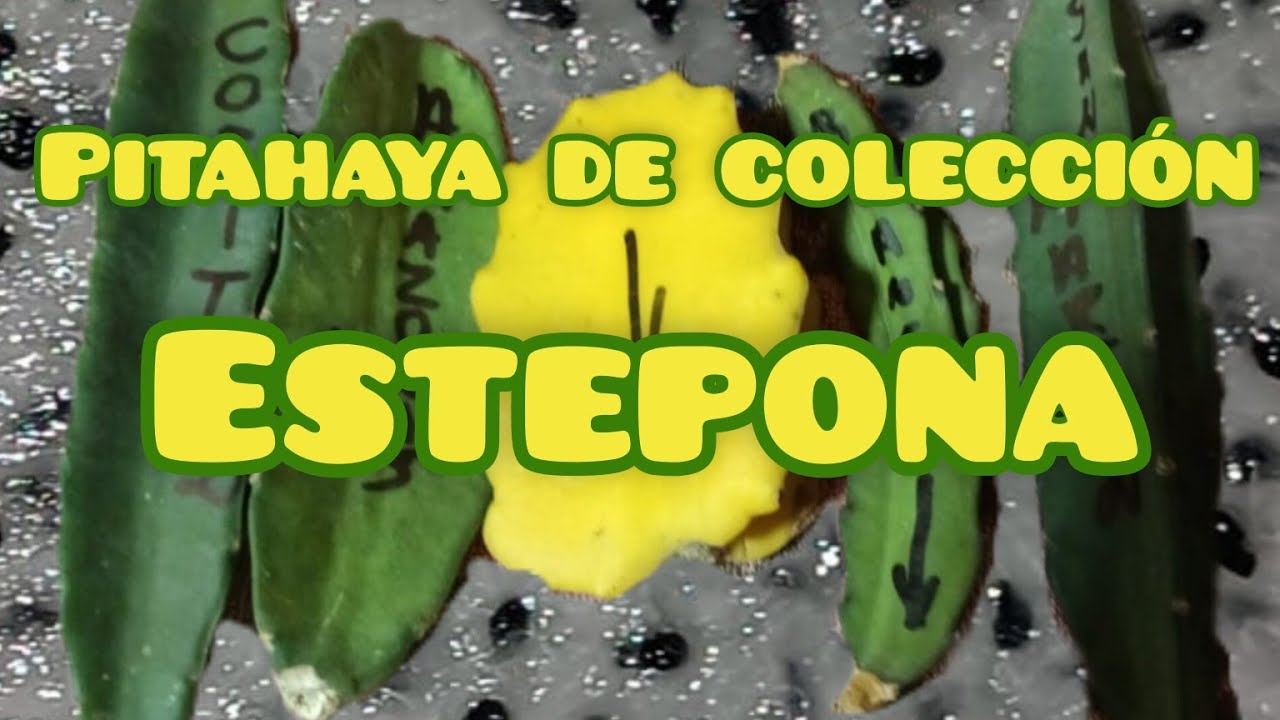 Recibimos  nuevas variedades desde Perú