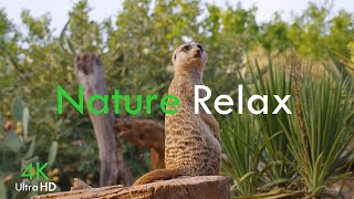Relaxing Music | Amazing Natural Scenery With Relaxing Music | Ultra Hd 4K Video