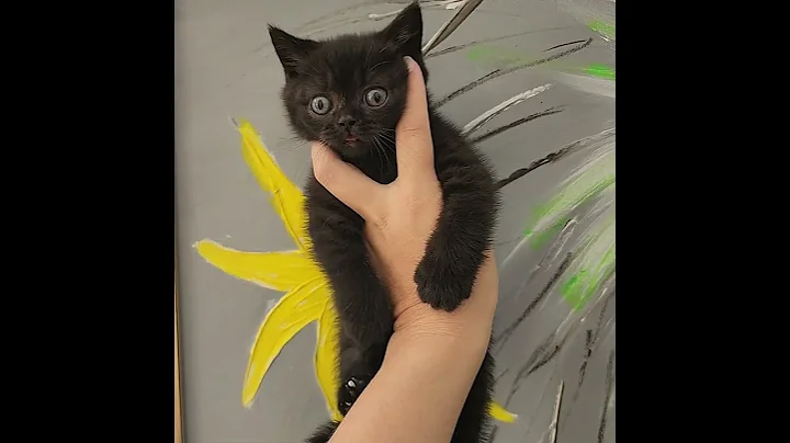 Video 11474191: british shorthair chocolate kitten