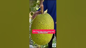 🌱Cây Giống Mít Thái Siêu Sớm Hàng Tuyển Chọn - Sẵn Sàng Giao Ngay!☎Hotline: 0978.073.003.