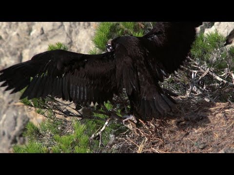 Trailer - EL ARCHIPIÉLAGO INDÓMITO