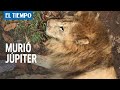Murió Júpiter, el león que conmovió a Colombia