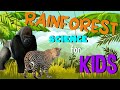 Rainforest Exploration Quiz