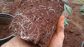 Loyal2dasoil #clone update and free sample update