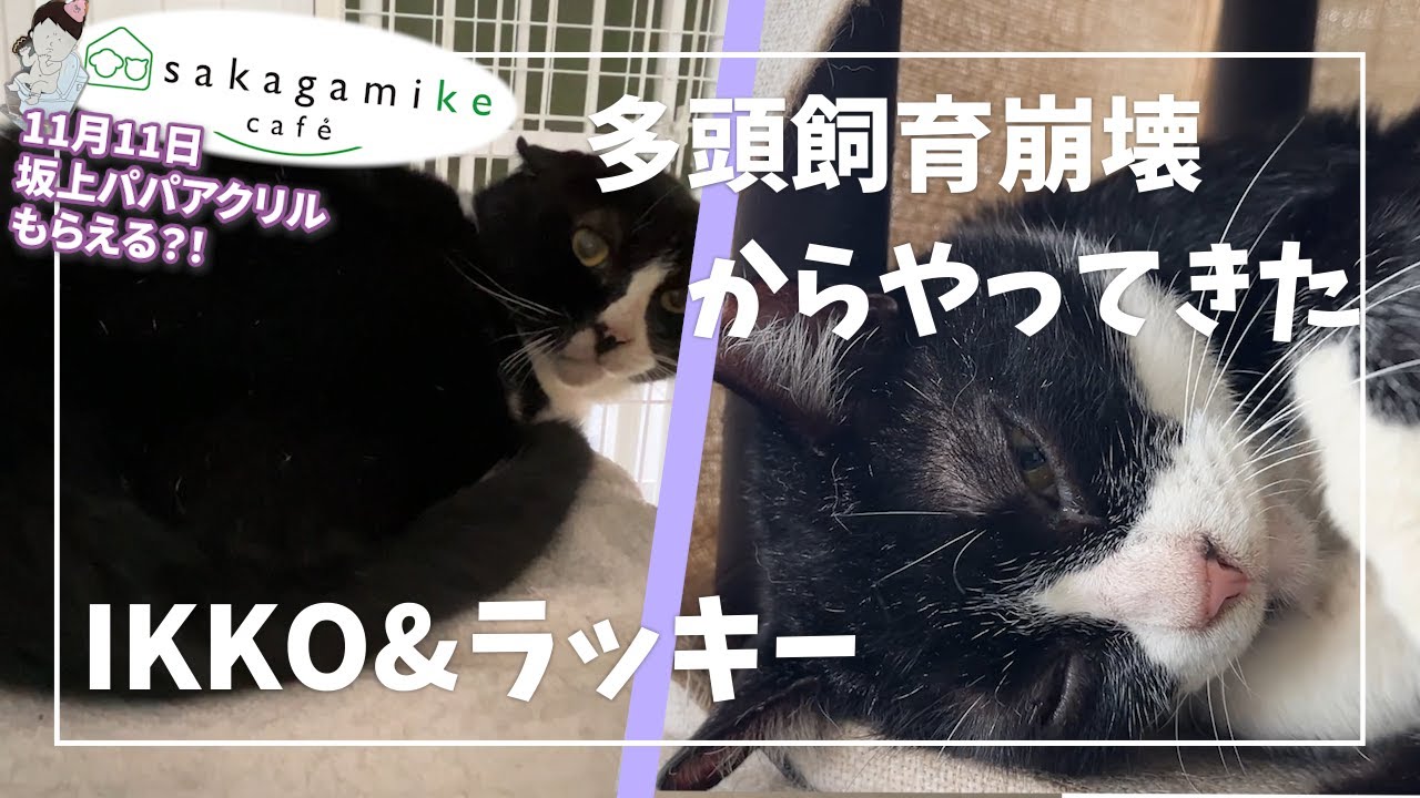 猫*様 A43 本当に将来が楽しみな　グラキリス実生　多枝　多分岐　多頭　鉢のま 猫*様 A43 本当に将来が楽しみな グラキリス実生 多枝 多分岐 多頭