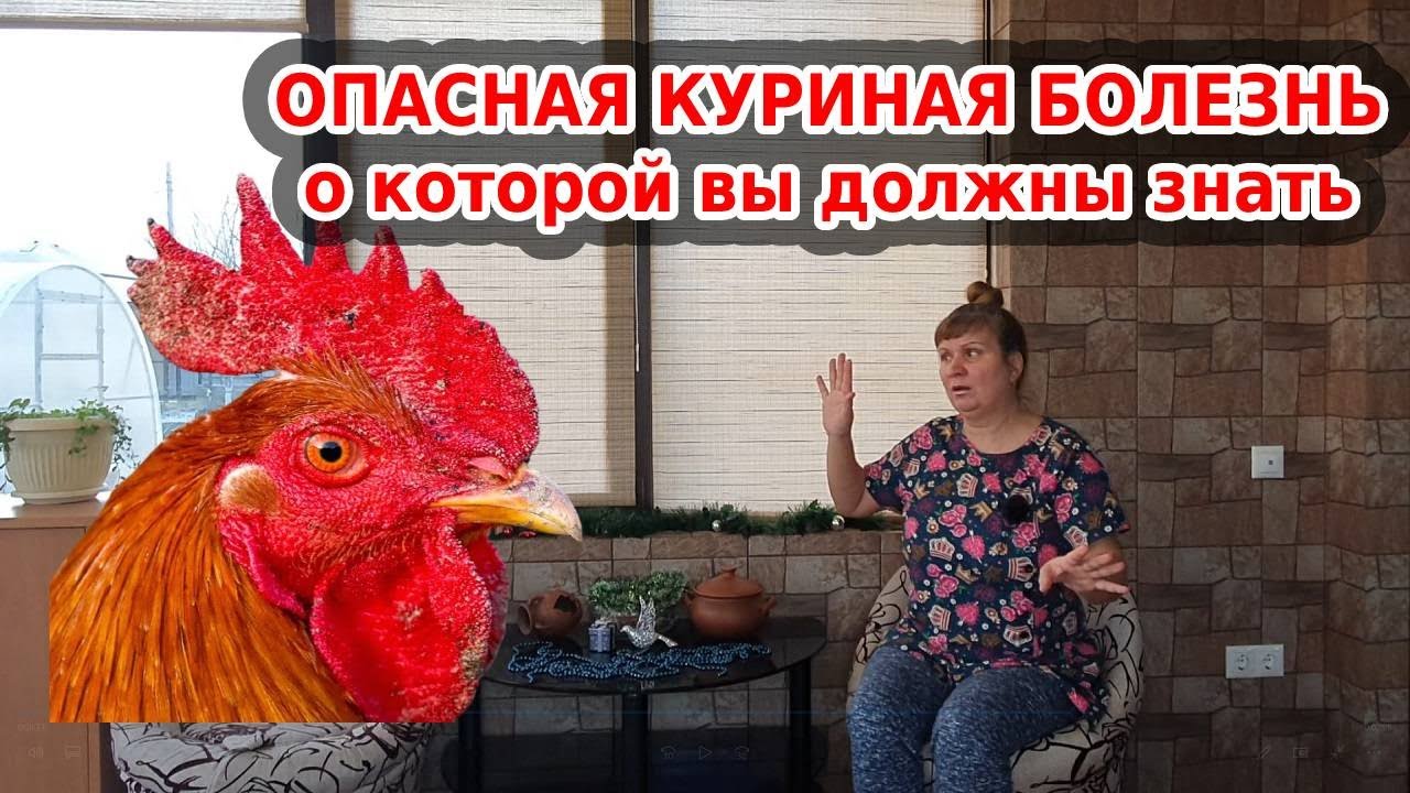 Болезни кур: оспа у кур - YouTube