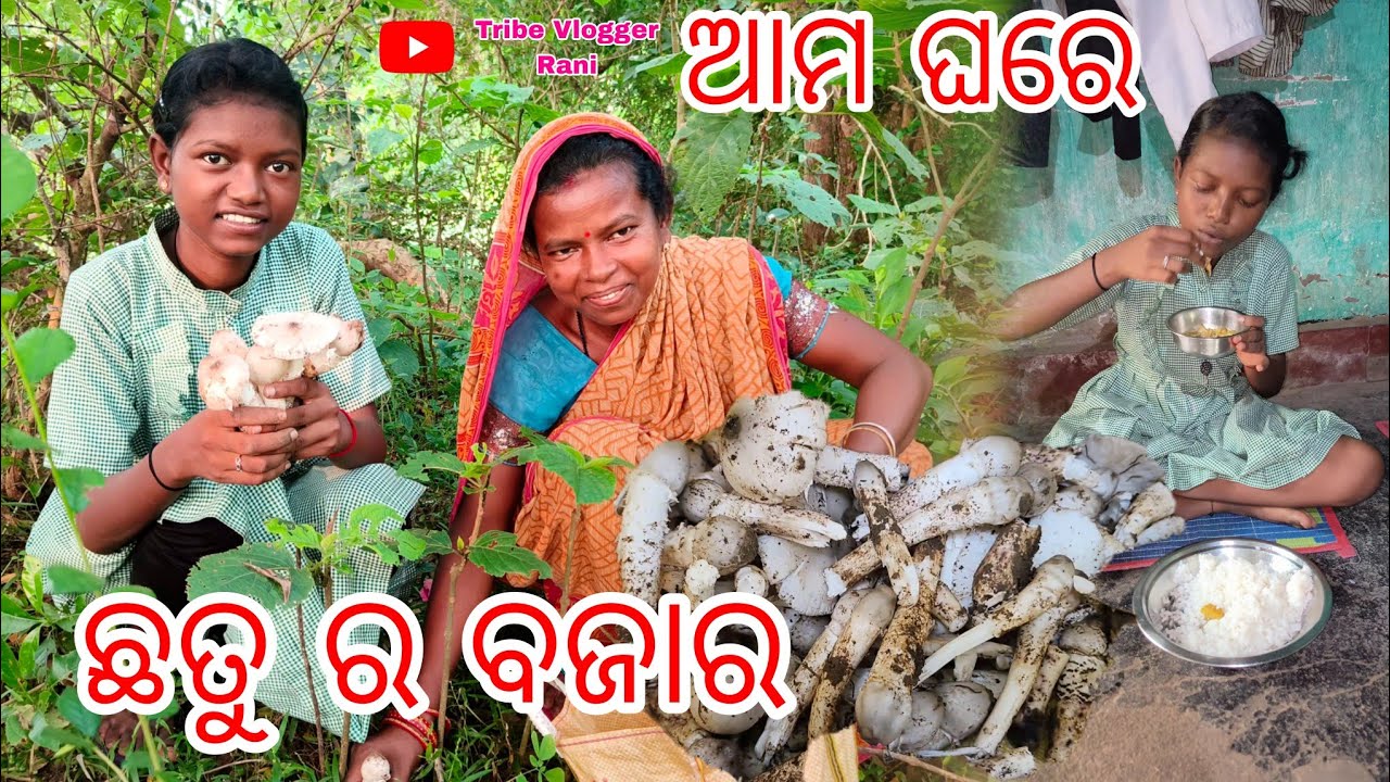 ଆମ ଘରେ ଛତୁ ର ବଜାର || @tribevloggerrani9457 #tribe #vlogger #dailyvlogs #blogger #rani