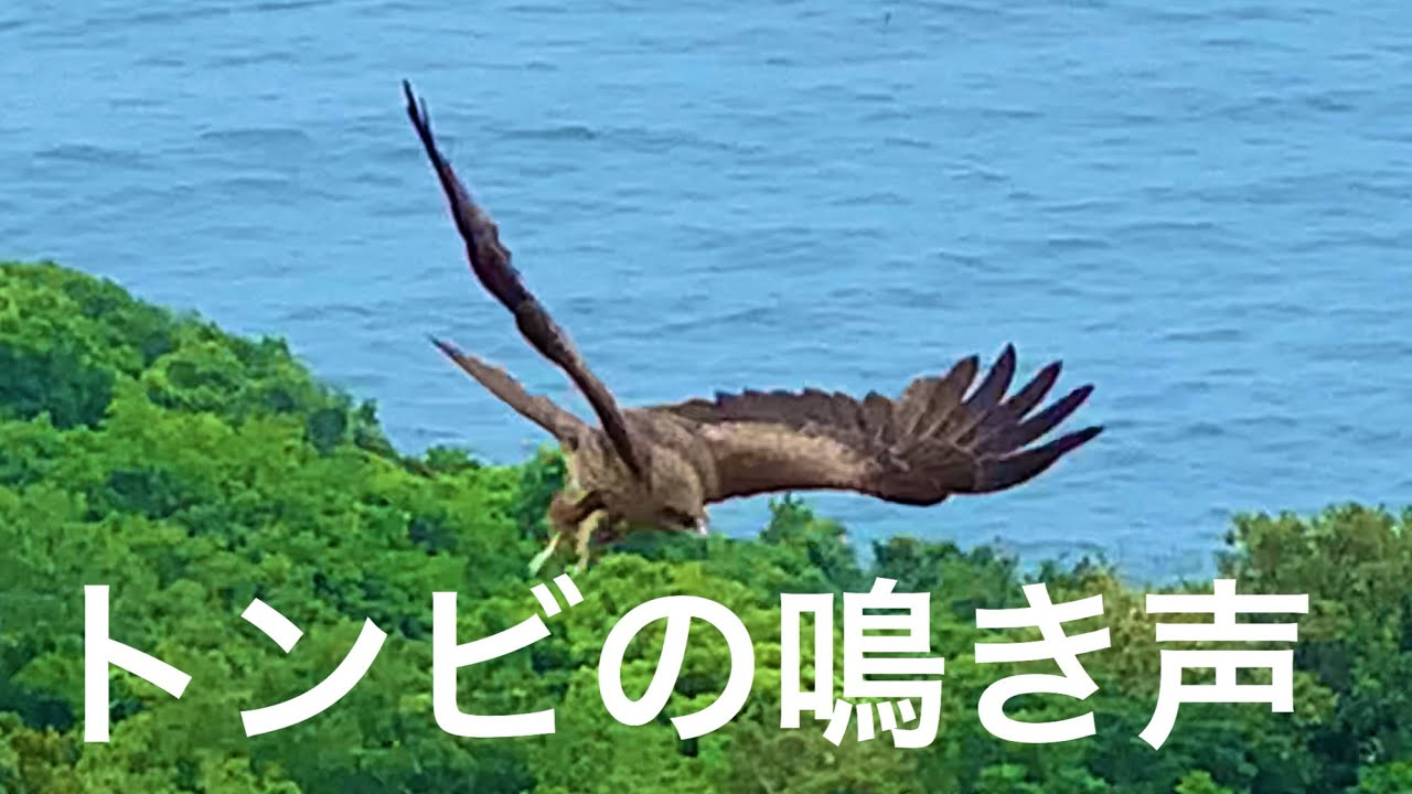 トンビ の 鳴き声