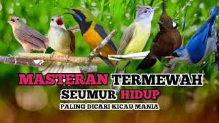 Download Lagu KOMBINASI MASTERAN PALING LENGKAP DAN PALING JERNIH | Masteran terbaik seumur hidup #masteranburung MP3