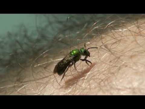 sweat fly