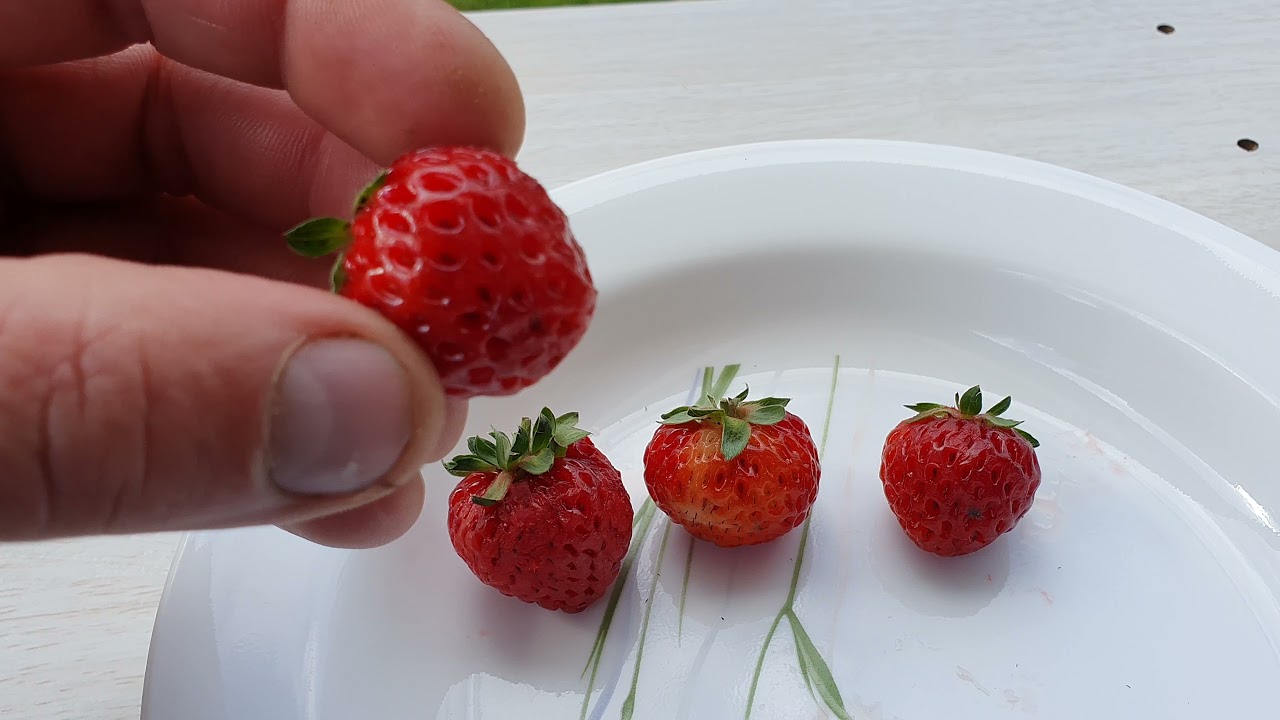 Strasberry Taste Test