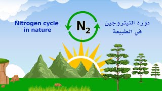 دورة النيتروجين في الطبيعة - nitrogen cycle in nature