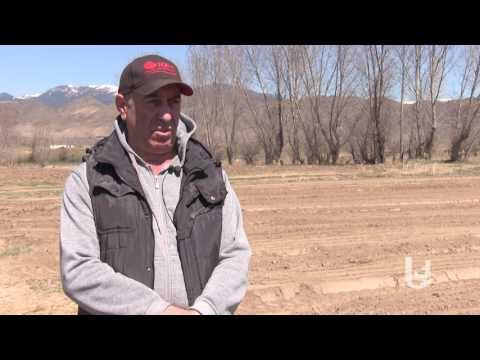 მეურნე: ხახვის თესლით თესვის უპირატესობა