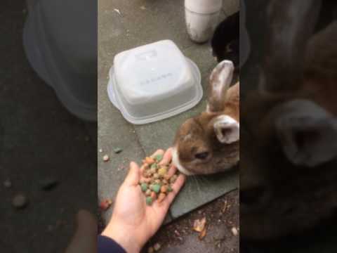 Konijnen eten geven
