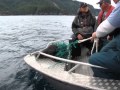 Sea Lion Pup Rescue - Engelfield Bay, BC