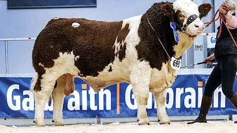 Simmental Bull Sale at Stirling Bull Sales 18th Oc...