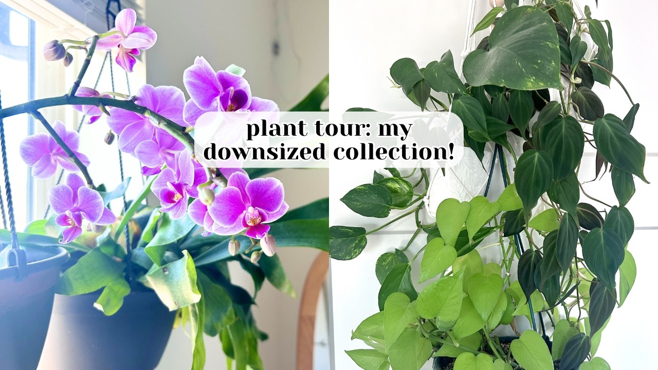 Winter houseplant tour 🌱 My downsized collection!