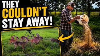 I Tried This Instead of Deer Corn...