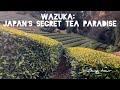 Where Tea Grows in Kyoto | A Calm Day in Wazuka I Walking Tour I ASMR #travel #tea #japan 🍵🇯🇵🍃
