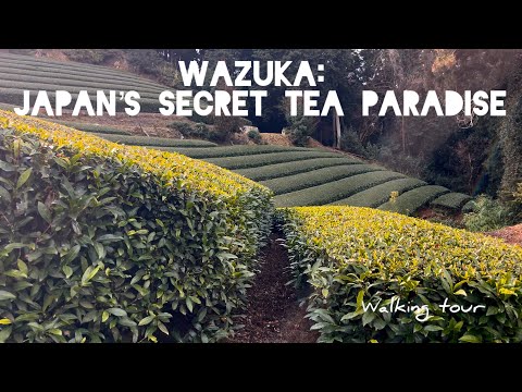 Where Tea Grows in Kyoto | A Calm Day in Wazuka I Walking Tour #travel #tea #japan 🍵🇯🇵🍃