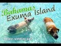 Visit The Famous Bahamas pigs - Day trip with hidden beaches tours