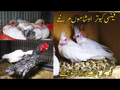 Hen Pigeon Lovebirds Cocktail Java Hen and Rooster Chicks Setup 2022 Karachi