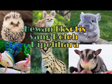 Video: Mengapa Haiwan Peliharaan Seperti Pemiliknya: Pilihan Dengan Foto