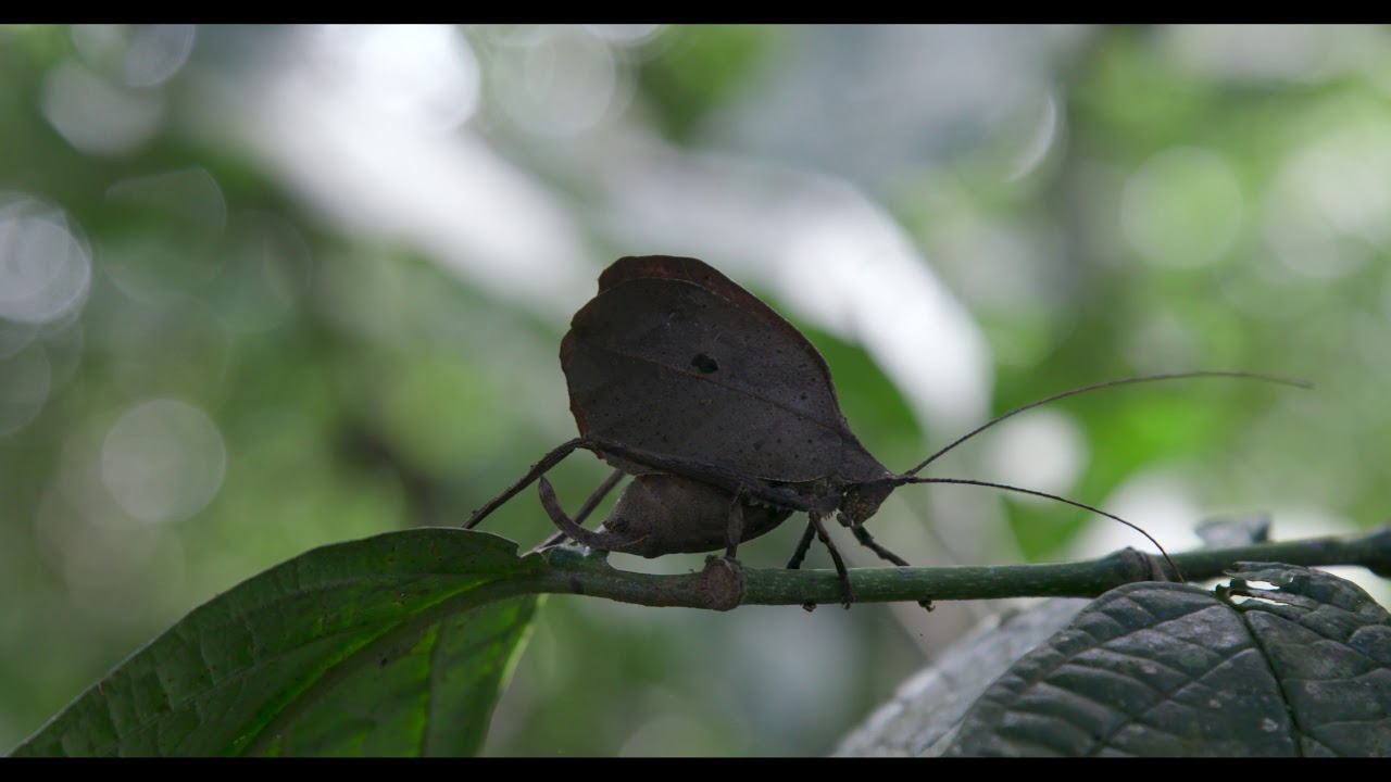 Leaf-mimic Katydid