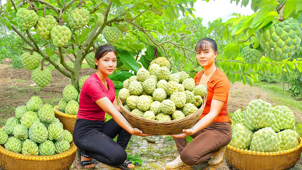 Harvesting Many Custard Apple Goes To The Market Sell - Take Care Livestock | New Free Bushcraft