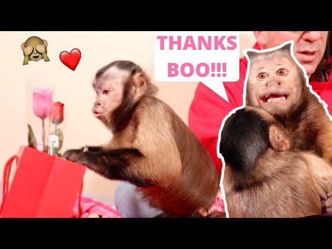 monkey-lovers-celebrate-valentines-day!