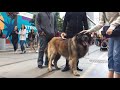 TIFF 2019 | Leonberger Experience の動画、YouTube動画。