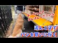 【お買い物あーちゃん】後編 泥んこ姿でパンを買いに行くゴールデンレトリバー